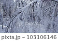 Aerial Drone Flying through Winter Forest with Hoar Frost.  Shot in Wisconsin on the DJI Air 2s in December.  Beautiful white ice and snow covered trees. 103106146