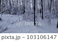 Aerial Drone Flying through Winter Forest with Hoar Frost.  Shot in Wisconsin on the DJI Air 2s in December.  Beautiful white ice and snow covered trees. 103106147