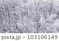 Aerial Drone Flying through Winter Forest with Hoar Frost.  Shot in Wisconsin on the DJI Air 2s in December.  Beautiful white ice and snow covered trees. 103106149