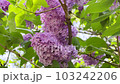 Blooming lilac bush, springtime flowers moving in the wind 103242206