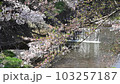 佐保川での桜吹雪その4（連続5動画中4本目） 103257187