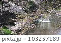 佐保川での桜吹雪その3（連続5動画中3本目） 103257189