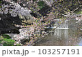佐保川での桜吹雪その2（連続5動画中2本目） 103257191