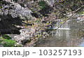 佐保川での桜吹雪その1（連続5動画中1本目） 103257193