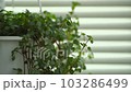 百葉窗和搖曳的室內植物 - Pilea 103286499