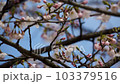 桜 103379516