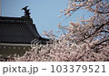 桜 103379521