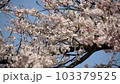 桜 103379525