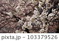 桜 103379526
