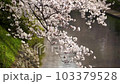 桜 103379528