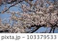 桜 103379533
