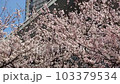 桜 103379534