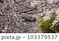 桜 103379537