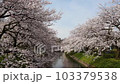 桜 103379538
