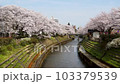 桜 103379539