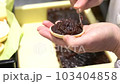 Japanese confectionery craftsman stuffing bean paste in monaka 103404858