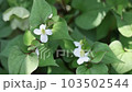 Dokudami 草 Dokudami 草在風中搖曳，陽光透過樹葉 103502544