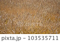 wheat field swaying in the wind 103535711