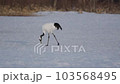 Crane 103568495