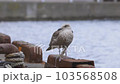Seagull 103568508