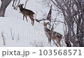 Deer 103568571