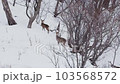 Deer 103568572