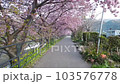 Take a stroll along Kawazu cherry blossom trees in Kawazu Town 103576778