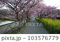 Take a stroll along Kawazu cherry blossom trees in Kawazu Town 103576779