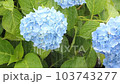 rain on hydrangea 103743277