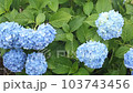 Hydrangea and rain Rainy season June scenery 103743456