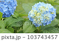 Hydrangea and rain Rainy season June scenery 103743457