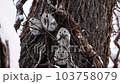 エゾモモンガが4匹でお食事中です 103758079