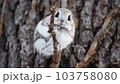 エゾモモンガのクローズアップ 103758080