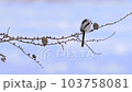 雪の妖精シマエナガ 103758081