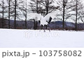 丹頂鶴の求愛ダンス 103758082