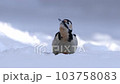 胡桃を見つけたアカゲラ 103758083