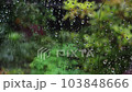窓ガラスに当たる雨粒 背景は植物 103848666