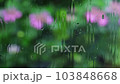 窓ガラスに当たる雨粒 背景はアジサイ 103848668