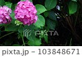 雨に濡れるピンクのアジサイ 103848671