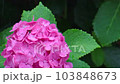 雨に濡れるピンクのアジサイ 103848673