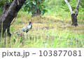 Pheasant pheasant wild bird national bird wild male 103877081