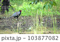 Pheasant pheasant wild bird national bird wild male 103877082