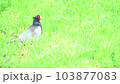 Pheasant pheasant wild bird national bird wild male 103877083