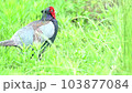 Pheasant pheasant wild bird national bird wild male 103877084