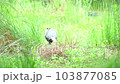 Pheasant pheasant wild bird national bird wild male 103877085
