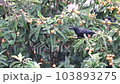 Crow eating loquat 103893275