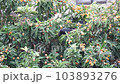Crow eating loquat 103893276
