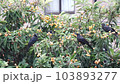 Crow eating loquat 103893277