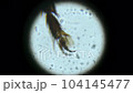 House Fly leg, magnified through microscope 104145477