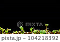 green leaf sprouting time lapse 104218392